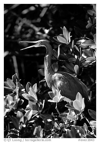 Tri-colored heron. Everglades National Park, Florida, USA.