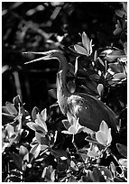 Tri-colored heron. Everglades National Park, Florida, USA. (black and white)