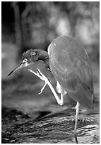 Tri-colored heron. Everglades National Park, Florida, USA. (black and white)