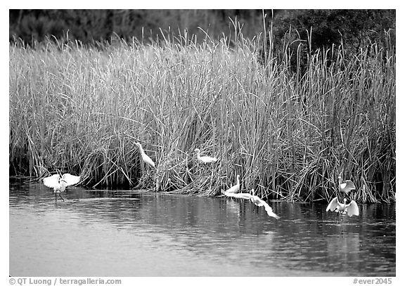 White Herons. Everglades National Park (black and white)