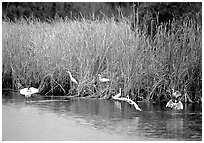 White Herons. Everglades National Park ( black and white)