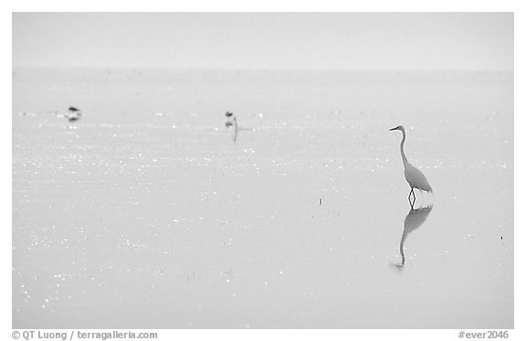 Great White Heron on bayshore. Everglades National Park, Florida, USA.