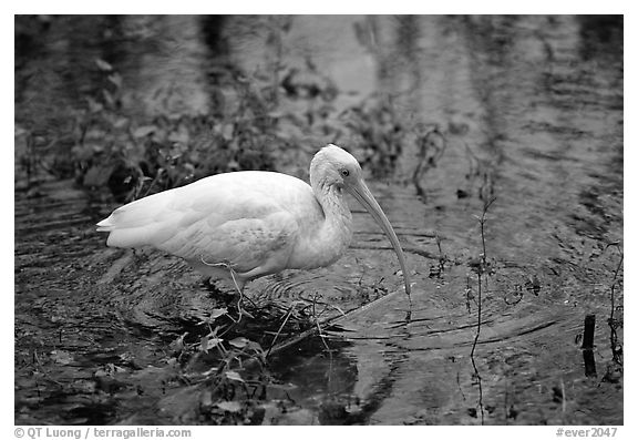 Ibis. Everglades National Park (black and white)