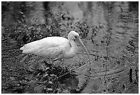 Ibis. Everglades National Park ( black and white)