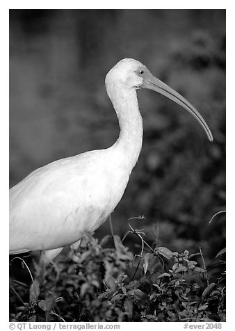 White Ibis. Everglades National Park (black and white)