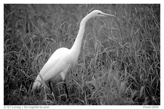 Great White Heron. Everglades National Park (black and white)