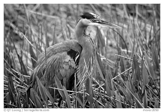 Blue heron. Everglades National Park, Florida, USA.