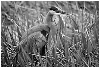 Blue heron. Everglades National Park, Florida, USA. (black and white)