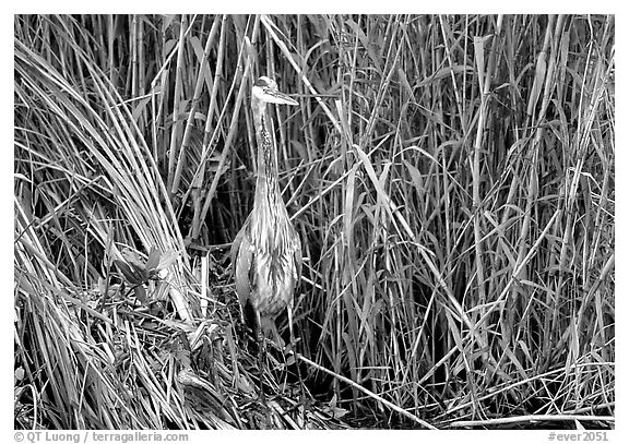 Great Blue Heron. Everglades National Park, Florida, USA.