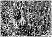 Great Blue Heron. Everglades National Park, Florida, USA. (black and white)