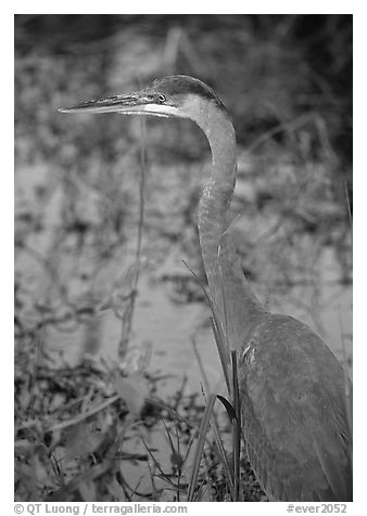 Blue heron. Everglades National Park (black and white)