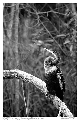 Ahinga. Everglades National Park (black and white)