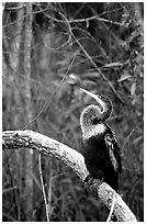 Ahinga. Everglades National Park, Florida, USA. (black and white)