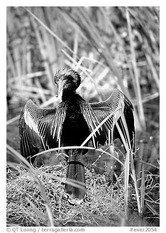 Ahinga. Everglades National Park (black and white)