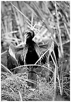 Ahinga. Everglades National Park, Florida, USA. (black and white)