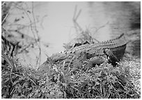 Alligator (scientific name: Alligator mississippiensis). Everglades National Park, Florida, USA. (black and white)