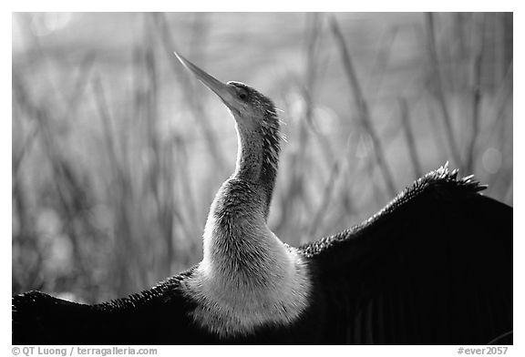 Ahinga. Everglades National Park (black and white)