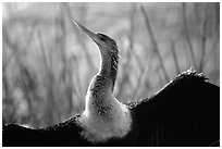 Ahinga. Everglades National Park, Florida, USA. (black and white)