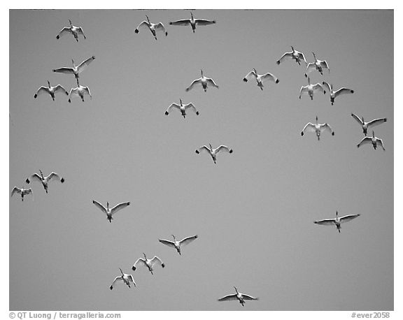 Flock of white ibis in flight. Everglades National Park (black and white)