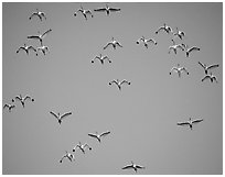 Flock of white ibis in flight. Everglades National Park, Florida, USA. (black and white)