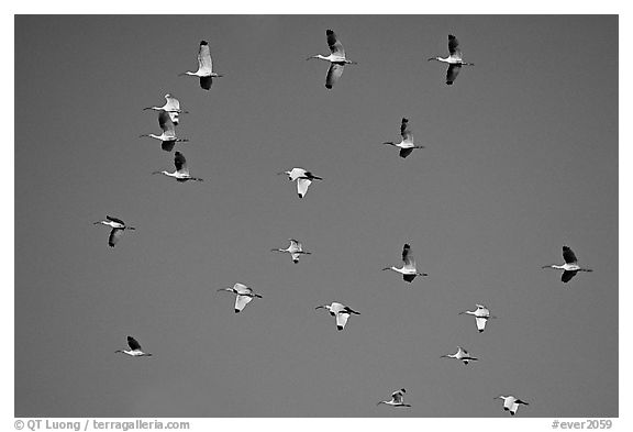 White ibis in flight. Everglades National Park (black and white)