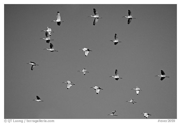 White ibis in flight. Everglades National Park, Florida, USA.