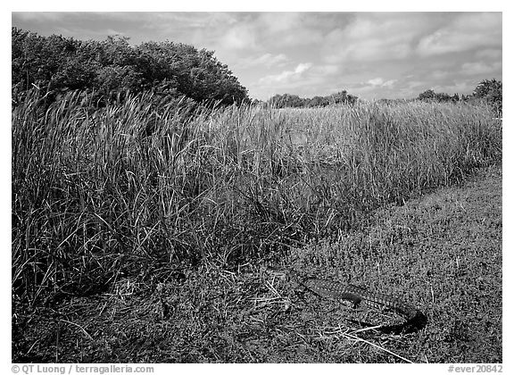 Alligator resting on grass near Eco Pond. Everglades National Park, Florida, USA.