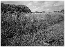 Alligator resting on grass near Eco Pond. Everglades National Park, Florida, USA. (black and white)