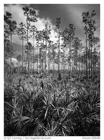 Slash pines and saw-palmetttos, remnants of Florida's flatwoods. Everglades National Park (black and white)