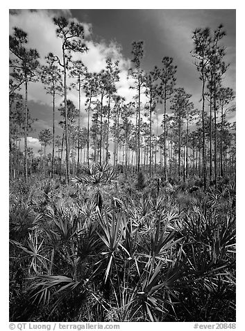 Slash pines and saw-palmetttos, remnants of Florida's flatwoods. Everglades  National Park (black and white)