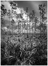 Slash pines and saw-palmetttos, remnants of Florida's flatwoods. Everglades National Park, Florida, USA. (black and white)