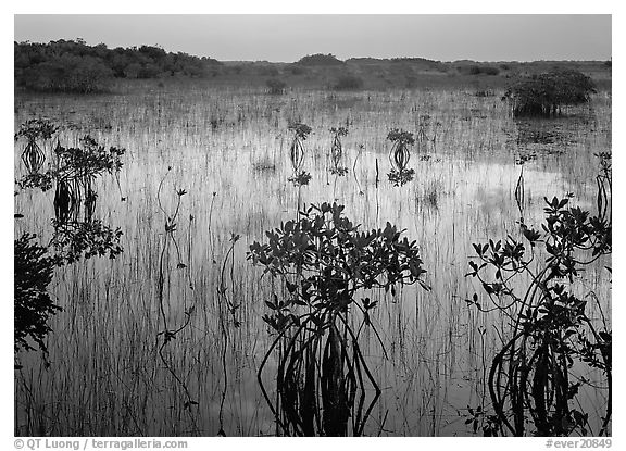 Mangrove shrubs several miles inland near Parautis pond, sunrise. Everglades National Park (black and white)