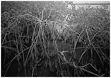 Red mangroves on West Lake. Everglades National Park, Florida, USA. (black and white)