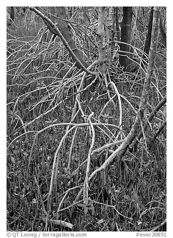 Red and black  mangroves. Everglades  National Park (black and white)
