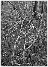 Red and black mangroves in mixed swamp. Everglades National Park, Florida, USA. (black and white)