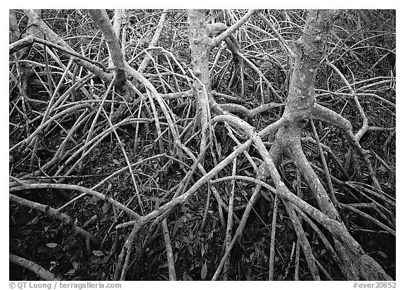 Red mangroves. Everglades National Park, Florida, USA.