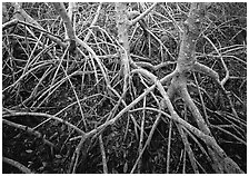 Red mangroves. Everglades National Park ( black and white)