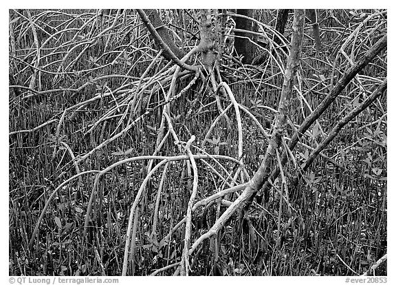 Intricate root system of red mangroves. Everglades National Park (black and white)