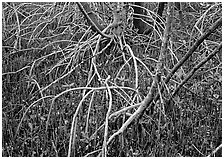 Intricate root system of red mangroves. Everglades  National Park ( black and white)