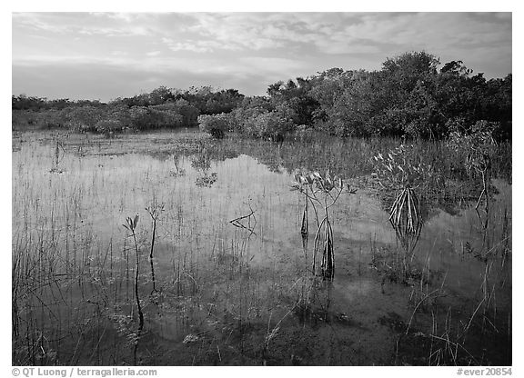 Mixed marsh ecosystem with mangrove shrubs near Parautis pond, morning. Everglades National Park, Florida, USA.