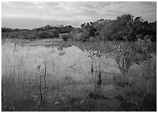 Mixed marsh ecosystem with mangrove shrubs near Parautis pond, morning. Everglades National Park ( black and white)