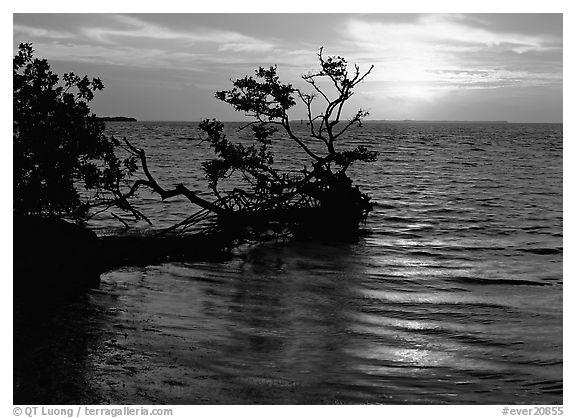 Fallen mangrove tree in Florida Bay, sunrise. Everglades  National Park (black and white)