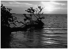 Fallen mangrove tree in Florida Bay, sunrise. Everglades  National Park ( black and white)