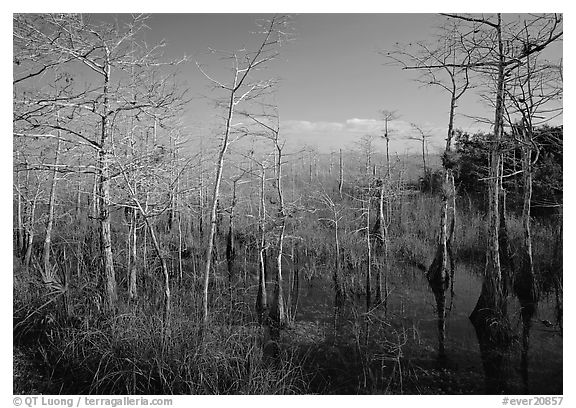 Pond Cypress (Taxodium ascendens) near Pa-hay-okee, morning. Everglades National Park (black and white)