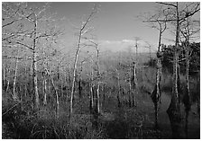 Pond Cypress (Taxodium ascendens) near Pa-hay-okee, morning. Everglades National Park ( black and white)