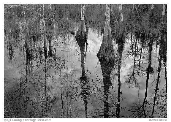 Cypress reflected in a pond. Everglades  National Park (black and white)