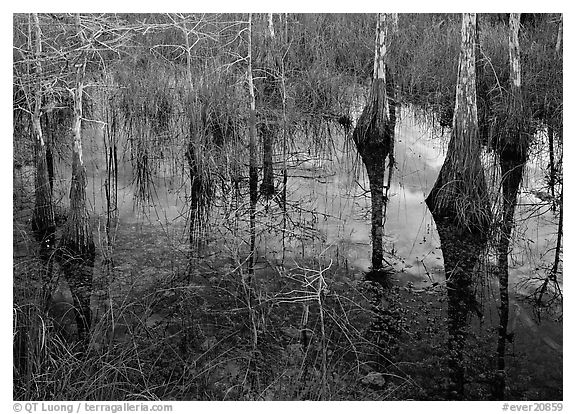 Bald Cypress reflections near Pa-hay-okee. Everglades National Park, Florida, USA.