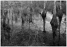 Cypress reflexions near Pa-hay-okee. Everglades  National Park ( black and white)