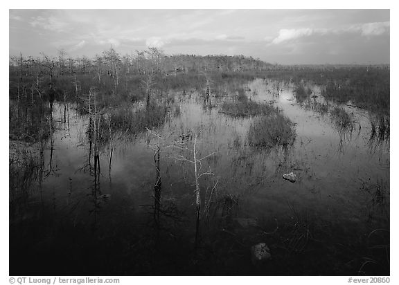 Freshwater marsh with Pond Cypress and sawgrass, evening. Everglades National Park, Florida, USA.