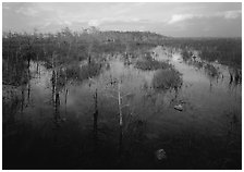 Freshwater marsh with Pond Cypress and sawgrass, evening. Everglades National Park, Florida, USA. (black and white)